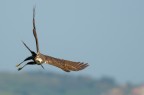 Falco di palude  ( Circus aeruginosus  )