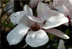 fior di magnolia fior di magnolia