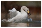 Cigno selvatico