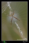 ...Piccola Argiope trifasciata...