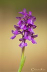 Orchis Mascula