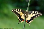 Papilio Machaon Papilio Machaon