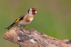 Cardellino (Carduelis carduelis) Cardellino (Carduelis carduelis)