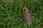 Perdix Perdix (Starna) Perdix Perdix (Starna)