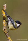 Cinciallegra (Parus major) Cinciallegra (Parus major)