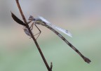 Lestes Viridis Lestes Viridis