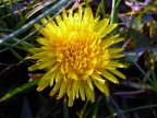 E chi mi nega che il fiore della foto assomigli ad un astro celestre
 del cielo?..... Amici !   Date impeto alla fantasia.... e sarete anche felici... !
   E' il Carlino che vi saluta cordialmente come sempre 
      CIAOOOOOOOO a tutti.....