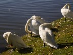 Mantova - Lago Inferiore