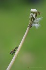 Asilidae Asilidae