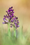 Anacamptis morio Anacamptis morio