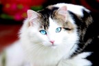 Maomao Maomao