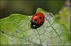 Coccinella Coccinella