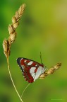Limenitis reducta Limenitis reducta