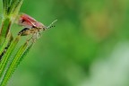 Cimice in partenza Cimice in partenza