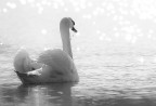 Cigno Cigno