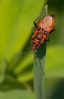 Prima macro