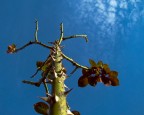 Scalinata spinosa Scalinata spinosa
