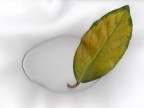 Foglia Foglia