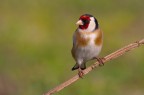 Cardellino (Carduelis carduelis) #2