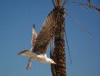 Gabbiano in Volo Gabbiano in Volo