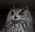 Gufo Reale Gufo Reale