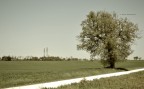 L'albero L'albero