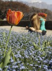 Tulipano Tulipano