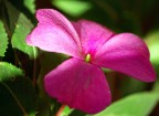 fiore lilla fiore lilla