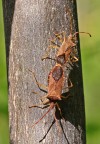 Seconda macro