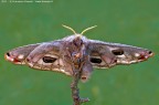 Saturnia pavoniella - femmina Saturnia pavoniella - femmina