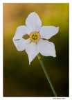 Narcissus Poèticus Narcissus Poèticus
