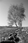 Alberi in montagna - BN