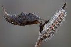 Crystal Crystal