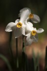 Narcisi Narcisi
