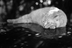Un po di relax, ci vuole... Un po di relax, ci vuole...