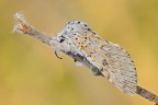 Cerura vinula Cerura vinula