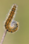 F18
1/15
ISO 100

Scatto di sabato mattina, bruco di Lasiocampidae (falena).


[url=http://i1128.photobucket.com/albums/m500/hawkeye691/_MG_6534-1600-per-il-web.jpg][b]Clicca qui per la versione ad alta risoluzione![/b][/url]