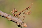 Empusa Pennata Empusa Pennata