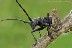Cerambice - Cerambycidae Latreille, 1802 Cerambice - Cerambycidae Latreille, 1802