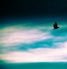 Volo Silhouette Volo Silhouette