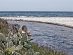 ...mare.... ...mare....