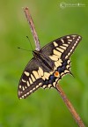 Papilio machaon Papilio machaon