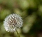 Soffione (Tarassaco) Soffione (Tarassaco)
