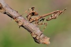 Empusa Pennata Empusa Pennata
