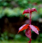 Germoglio di Rosa Germoglio di Rosa