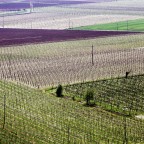 Colli Berici: coltivazioni Colli Berici: coltivazioni