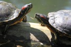 Trachemys