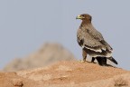 Steppe eagle anbientata Steppe eagle anbientata