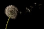 Taraxacum Taraxacum