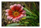 Fleur Fleur